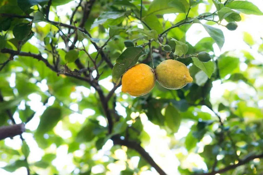 B&B L'Albero Dei Limoni Portoscuso 0*,  Italia